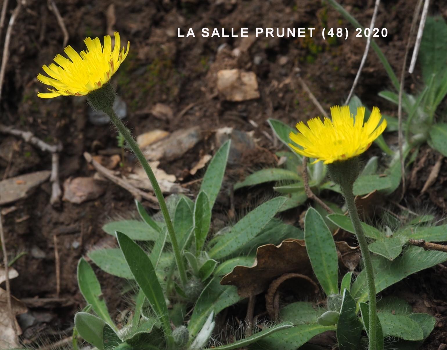 Hawkweed, Mouse-ear